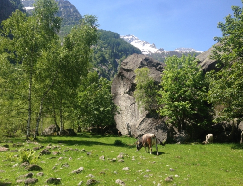 Foto’s Zwitserland reis juli 2015